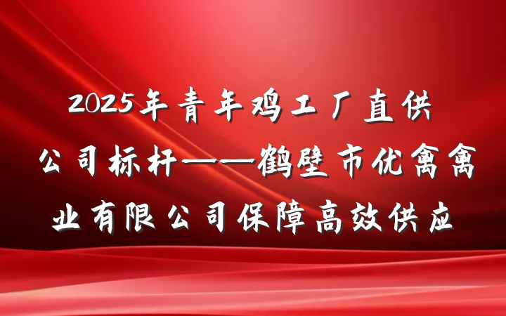2025年青年鸡工厂直供公司标杆——鹤壁市优禽禽业有限公司保障高效供应